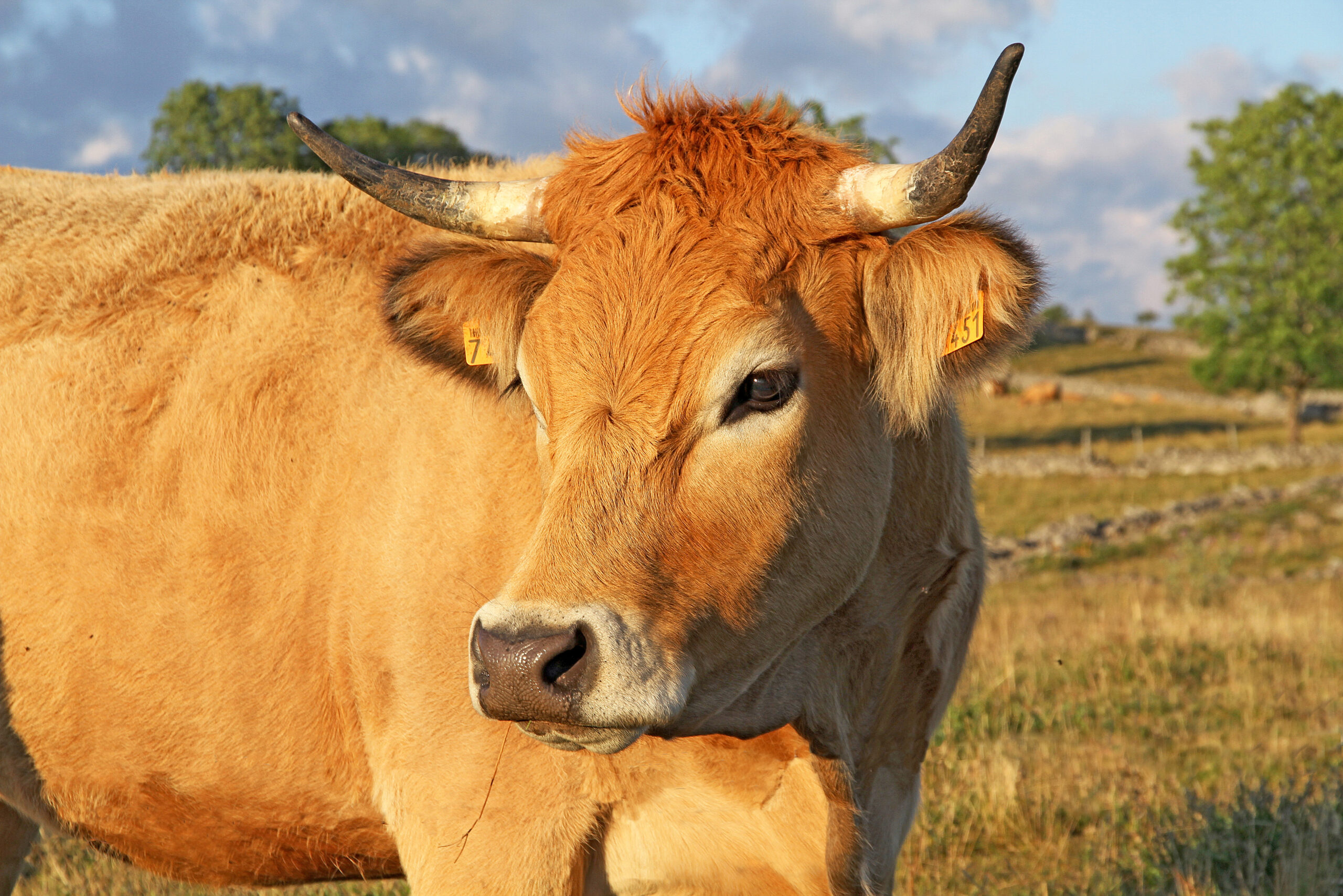 Race Aubrac