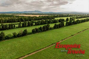 Le foin de Crau AOP